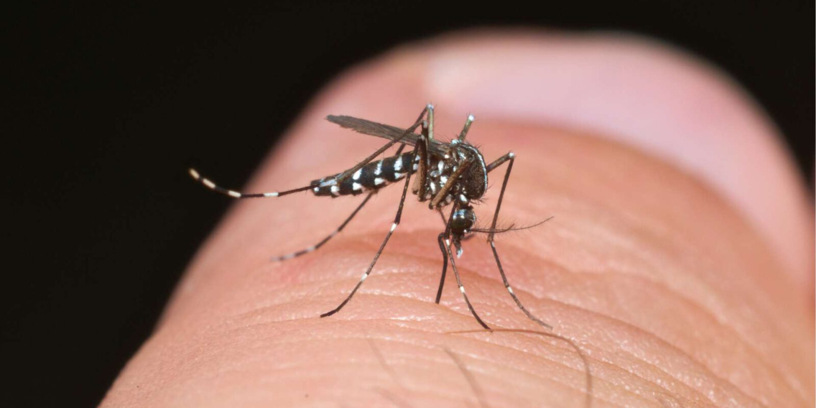 Titelbild: Durch Klimawandel: Asiatische Tigermücken in Österreich