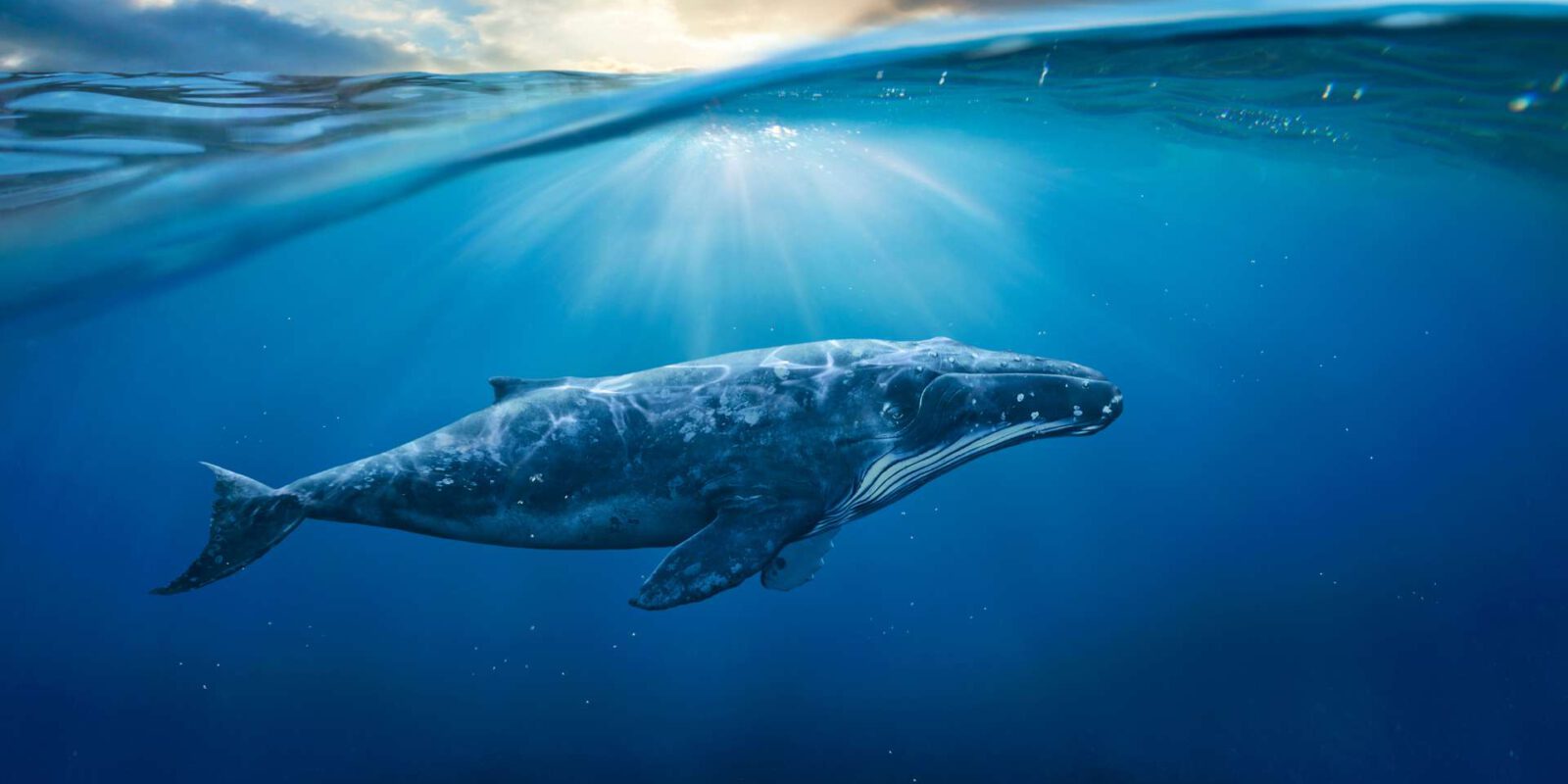 Titelbild: Walfang: Ein beschämendes Überbleibsel vergangener Tage