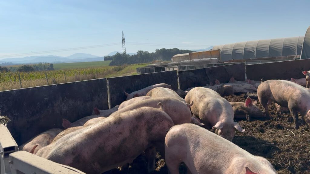 Mobile Schweinehaltung am Bauernhof Hubmann