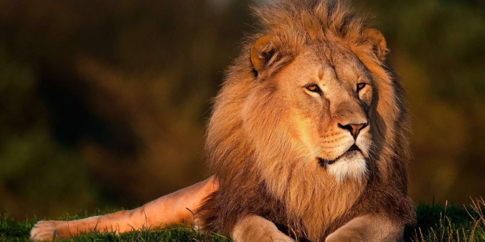 Titelbild: Wie liberal ist … König der Löwen?