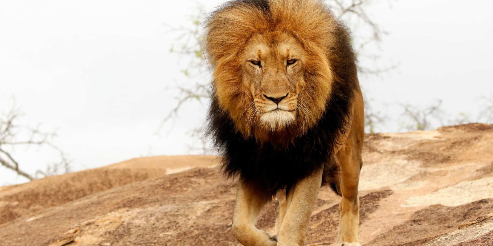 Titelbild: Wie liberal ist … König der Löwen?