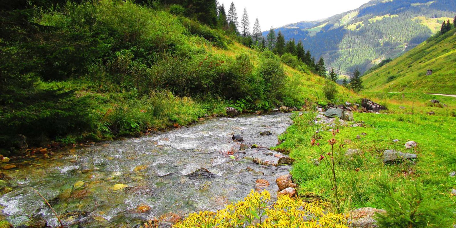 Titelbild: Biodiversität in Gefahr: Was getan werden muss